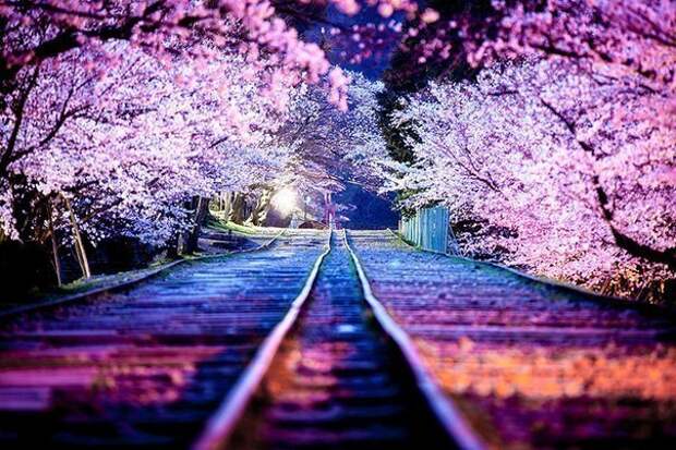 Лучшие фотографии цветения сакуры 2014 года