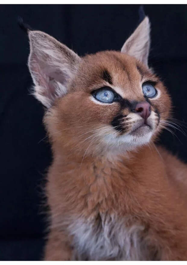 Маленькие большие кошки Большие кошки, Милота, Детеныш, Хищник, Животные, Дикие животные, Лев, Леопард, Гепард, Тигр, Пантера, Пума, Снежный барс, Ягуар, Манул, Каракал, Рысь, Фотография, Длиннопост