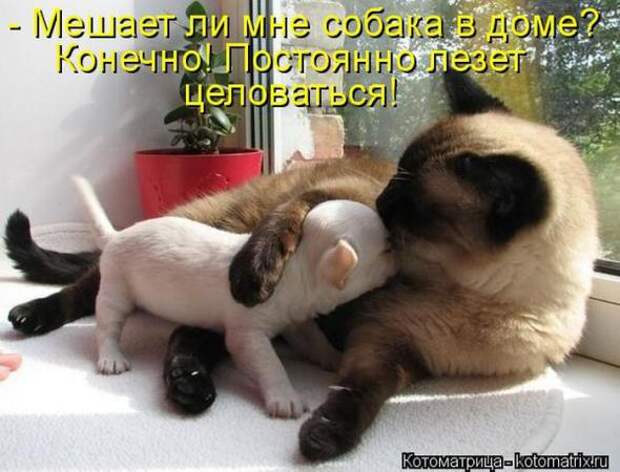 Котоматрицы (картинки с надписями)