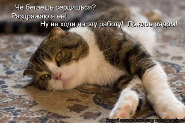 Котоматрицы (картинки с надписями)