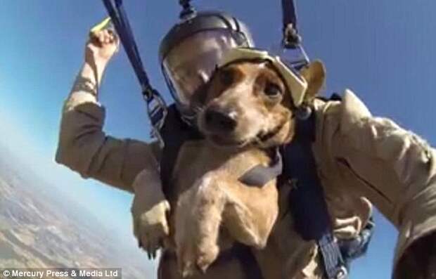 The four-year old Dachshund completed his first ever skydive with keen freefaller Nathan Batiste, 38