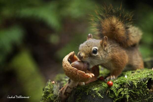 Фотография забавная жизнь белок Andre Villeneuve Фотография забавная жизнь белок Andre Villeneuve