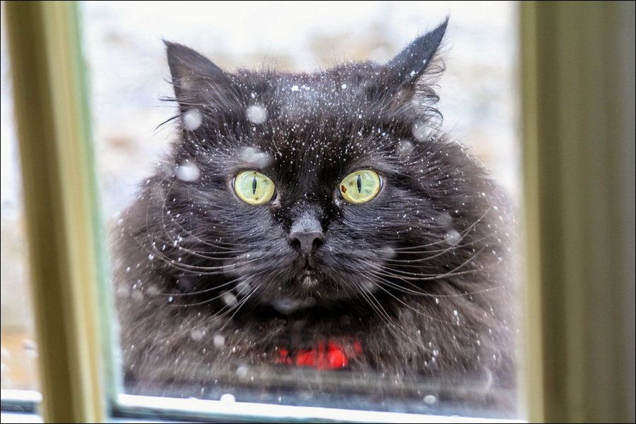 Зимние забавы кошек
