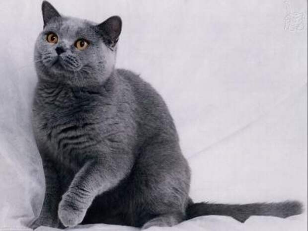 interesting  Top 10 Most Expensive Cat Breeds in the World