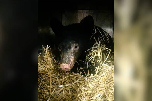 Медвежонок выжил в огне и пережил обморожение