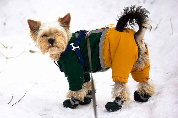 Ветврач Руденко: снег с солью и реагентами может вызвать интоксикацию у собаки
