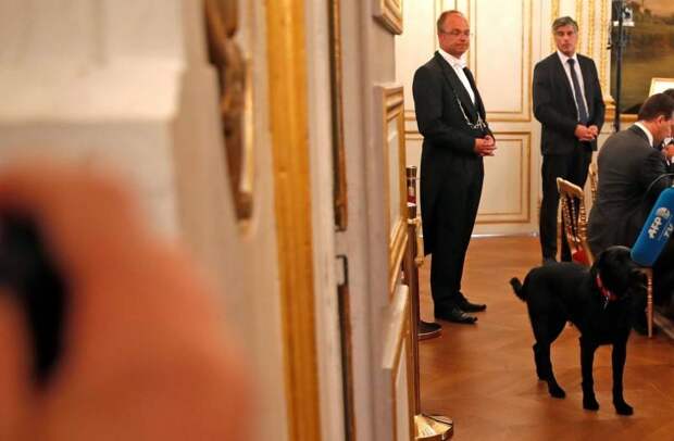 Французский президент взял собаку из приюта