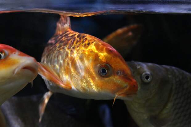 fish-5076271_960_720 alt
