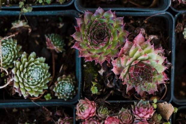 Вытянулся суккулент? Пошаговая инструкция по спасению и омоложению