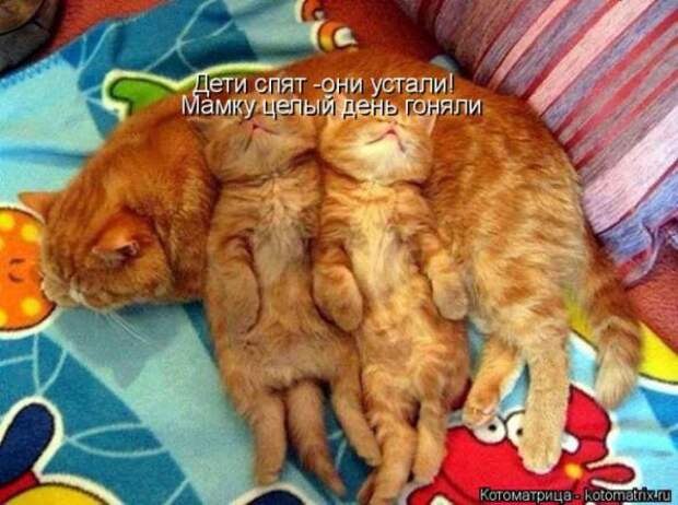 Котоматрицы (картинки с надписями)