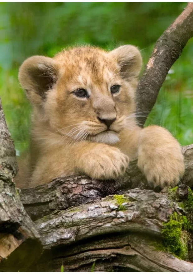 Маленькие большие кошки Большие кошки, Милота, Детеныш, Хищник, Животные, Дикие животные, Лев, Леопард, Гепард, Тигр, Пантера, Пума, Снежный барс, Ягуар, Манул, Каракал, Рысь, Фотография, Длиннопост
