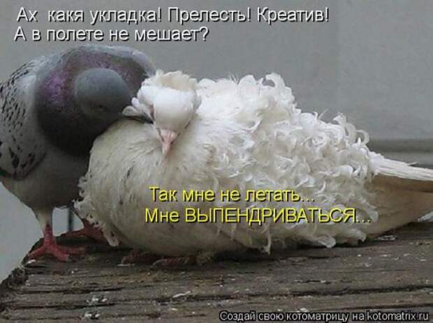 Котоматрицы(картинки с надписями)