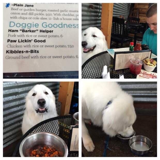 Great Pyrenees