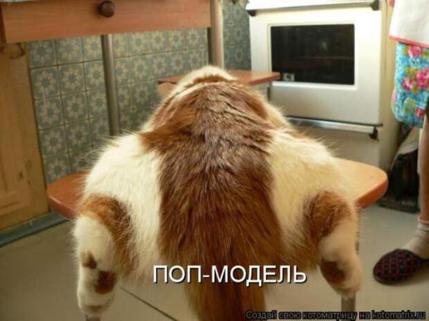 Котоматрицы(картинки с надписями)
