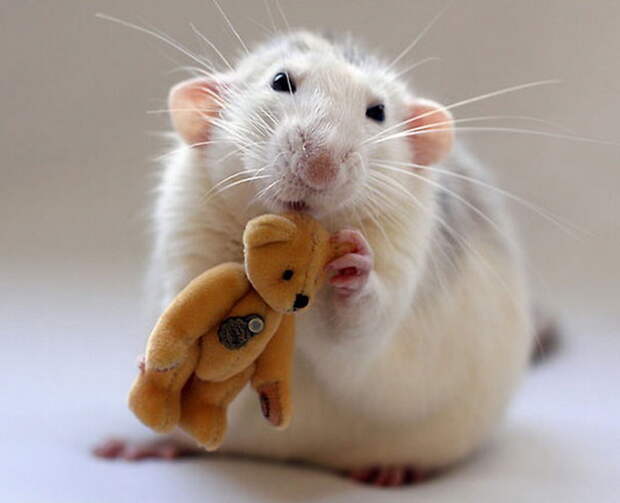 Очаровательные крысята в фотосессии Jessica Florence и Ellen van Deelen