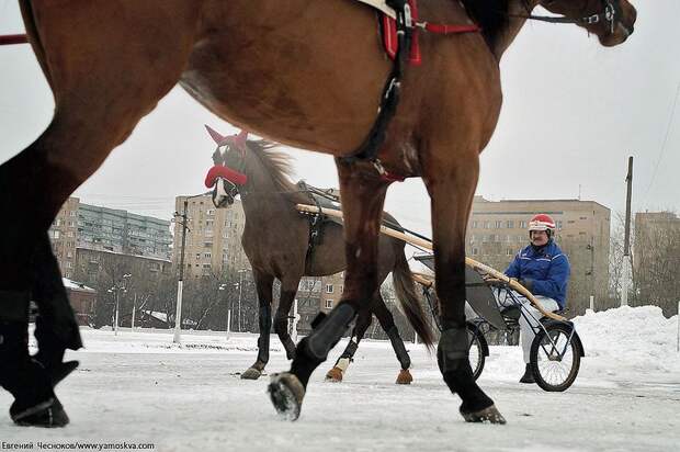 Музей Московского ипподрома ипподром, музей, москва