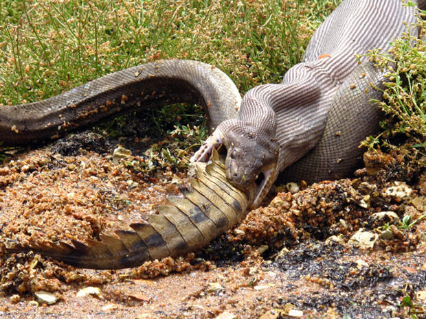 В Австралии питон проглотил крокодила Битва между питоном и крокодилом продолжалась пять часов. Австралия питон крокодил