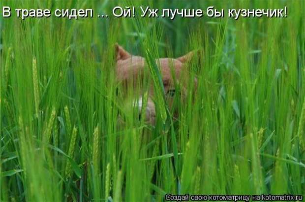 Котоматрицы(картинки с надписями)