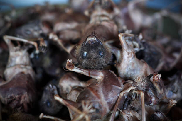 Bats Consumed For Good 16 Поедая мясо летучих мышей
