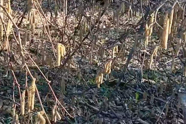 В "Тульских засеках" засняли начало пыления орешника