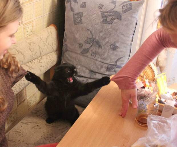 lolcats89 100 лучших фотографий кошек всех времен и народов