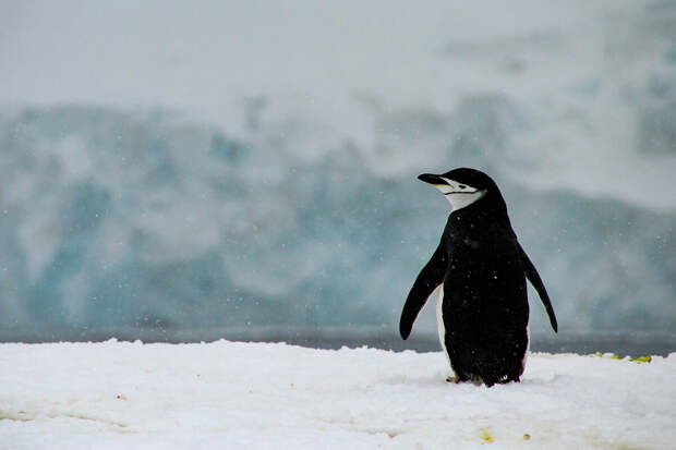 NatCom: сытые пингвины живут дольше, но стареют быстрее, как люди