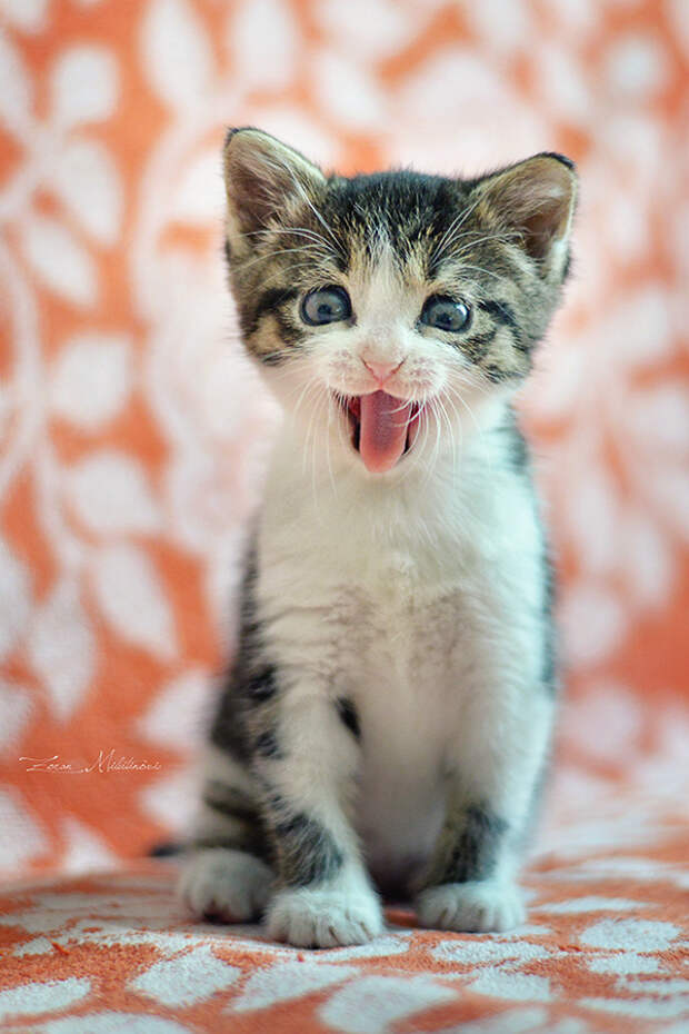 Cute N' Crazy by ZoranPhoto