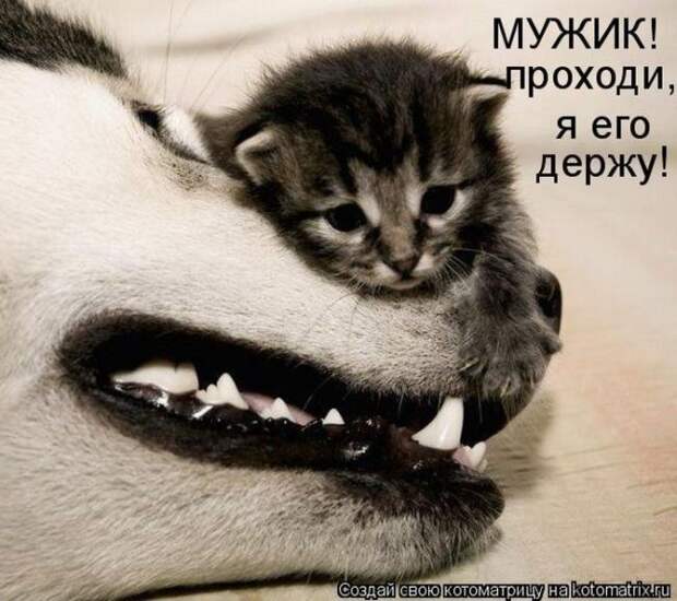 Лучшие котоматрицы недели (50 фото)