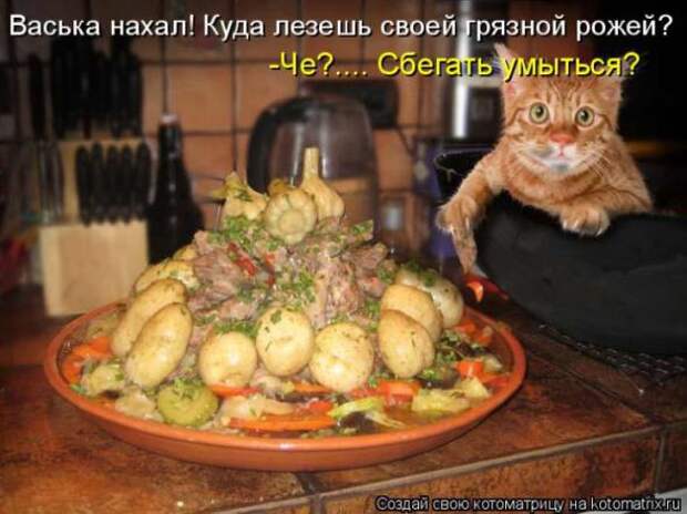 Котоматрицы(картинки с надписями)