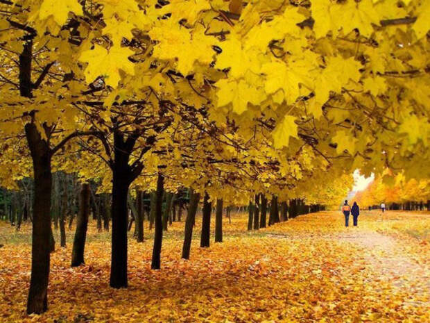 Зачем деревья сбрасывают листья осенью?