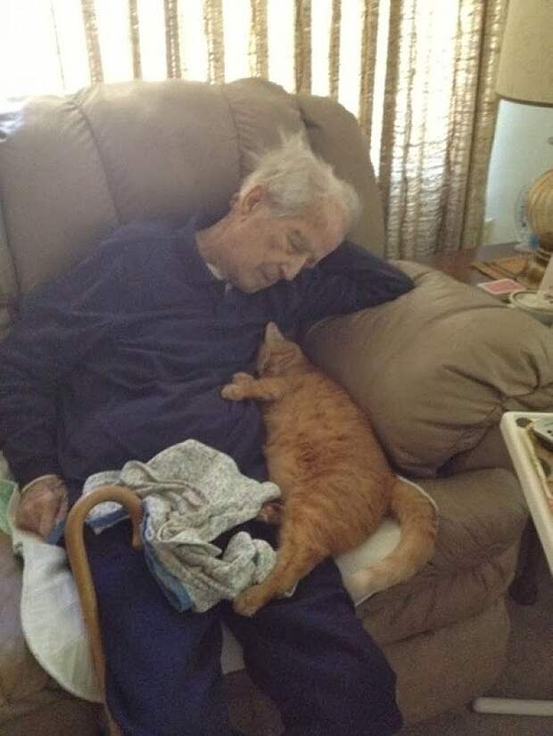 lolcats72 100 лучших фотографий кошек всех времен и народов
