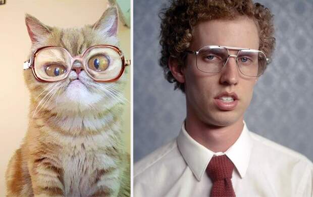 cat look like, коты похожие на знаменитостей, коты похожие на нечто другое