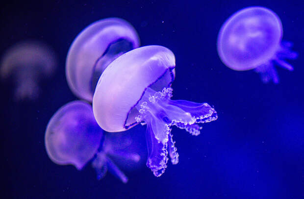 В водоемах Москвы при сильном нагреве могут появиться медузы
