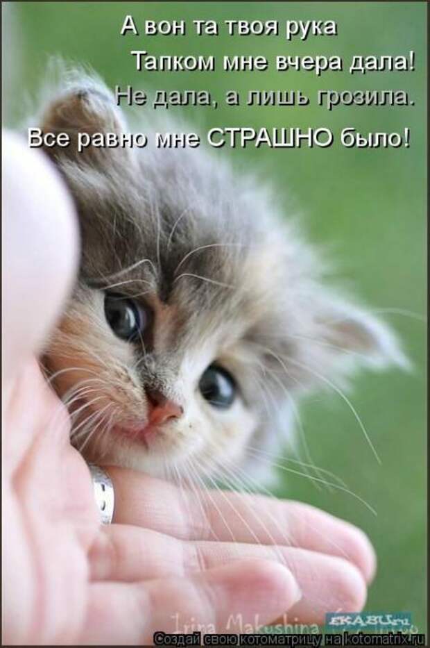 Котоматрицы (картинки с надписями)