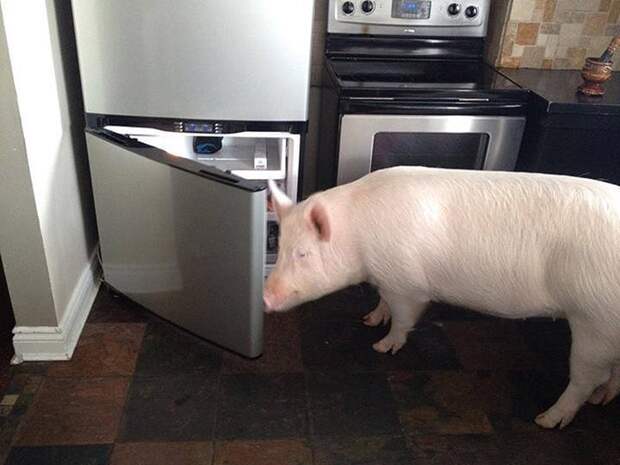 Esther07 Эстер   227 килограммовая «мини свинья», которая живёт в доме