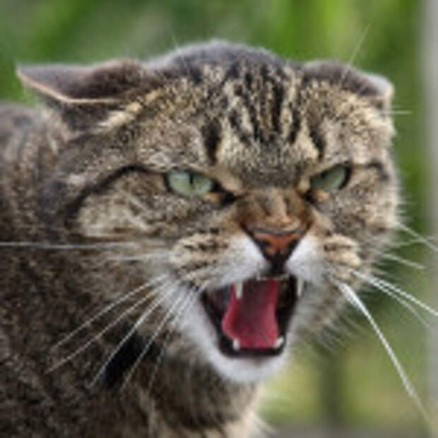 История превратила Давосский форум в ничто