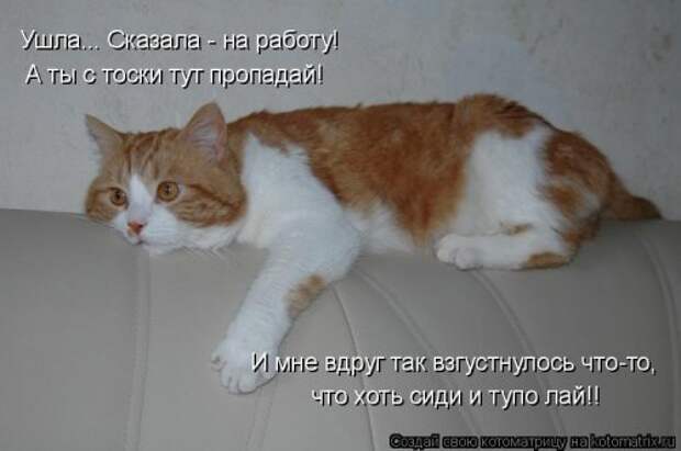 Новая котоматрица недели (39 фото)