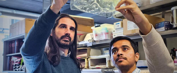 Новый биоматериал из панциря креветок становится прочнее в воде