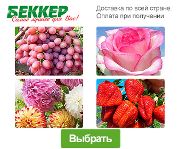 растения и семена интернет магазин саженцы каталог