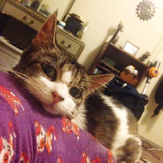 Кошка лежит Кошка на диване