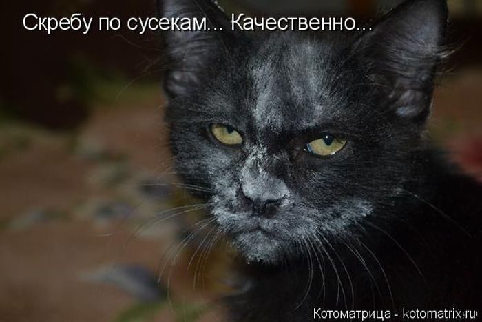 Лучшие котоматрицы недели