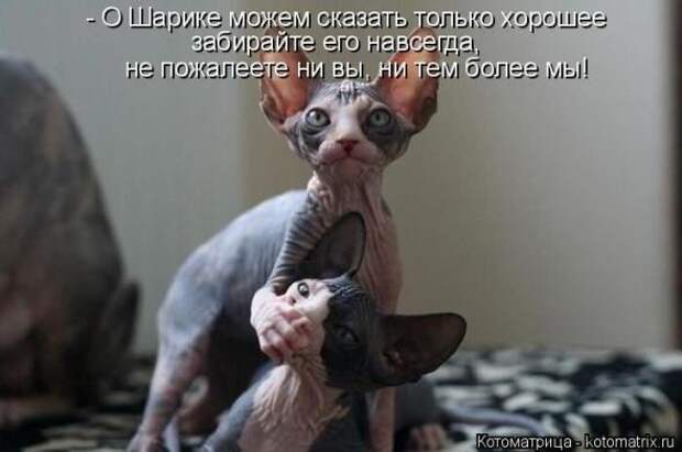 Котоматрицы(картинки с надписями)