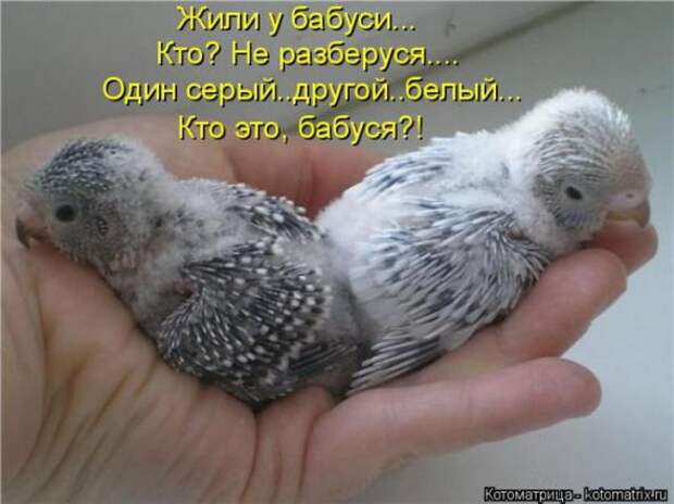 Котоматрицы (картинки с надписями)