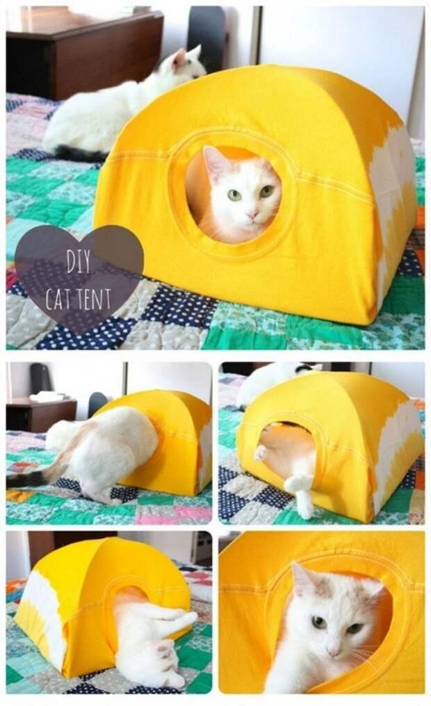 коты