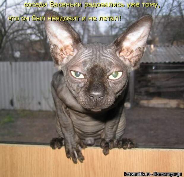 Лучшие котоматрицы недели