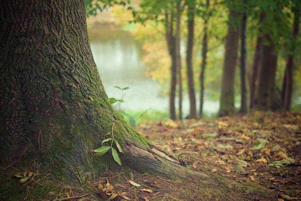 Дерево. Фото: pixabay.com