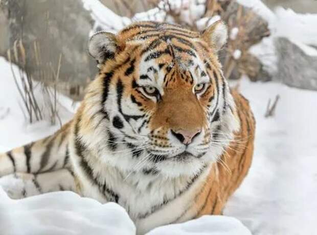 Уссурийский тигр.