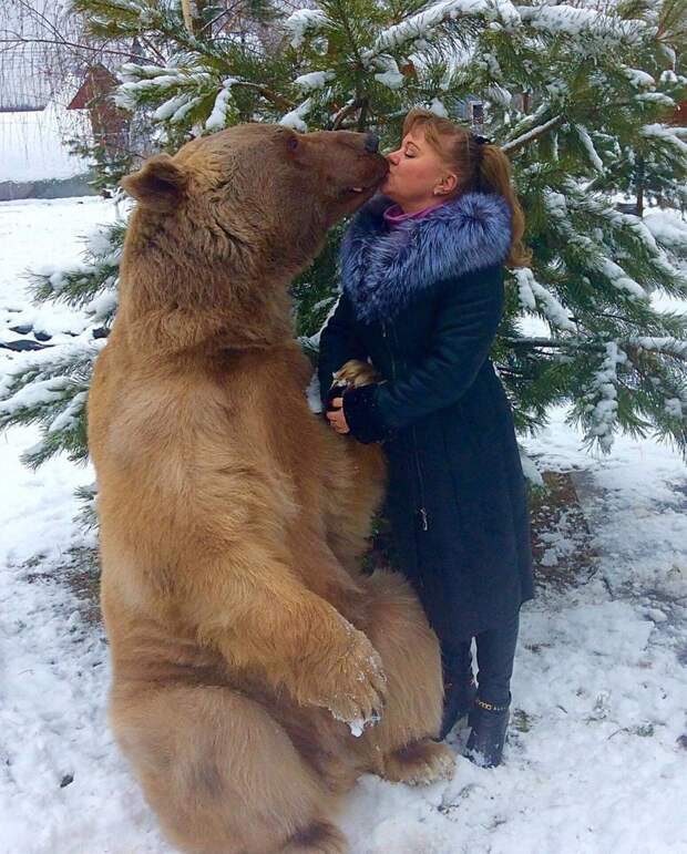 Медведь Степан и его жизнь в русской семье Медведь Степан, животные, медведь