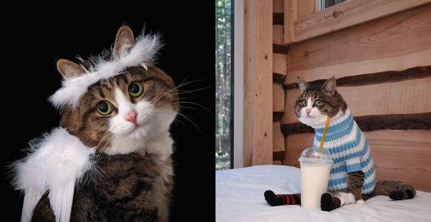 «Кот, который не знает, что он инвалид»: как Рекси вдохновляет тысячи людей