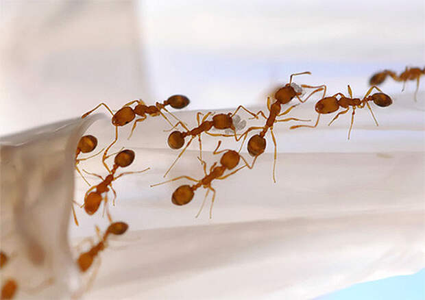 Как бороться с муравьями в квартире